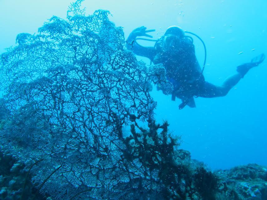 Anilao Scuba Dive Center Hotel Batangas Eksteriør billede