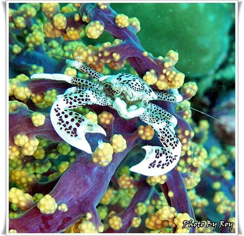 Anilao Scuba Dive Center Hotel Batangas Eksteriør billede