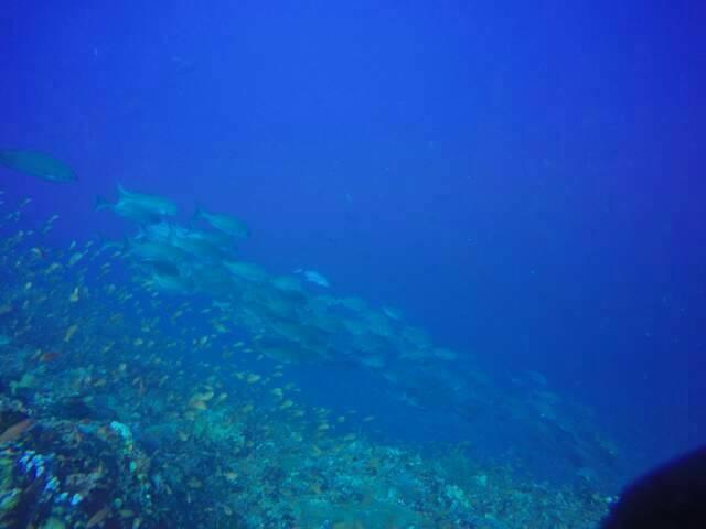 Anilao Scuba Dive Center Hotel Batangas Eksteriør billede