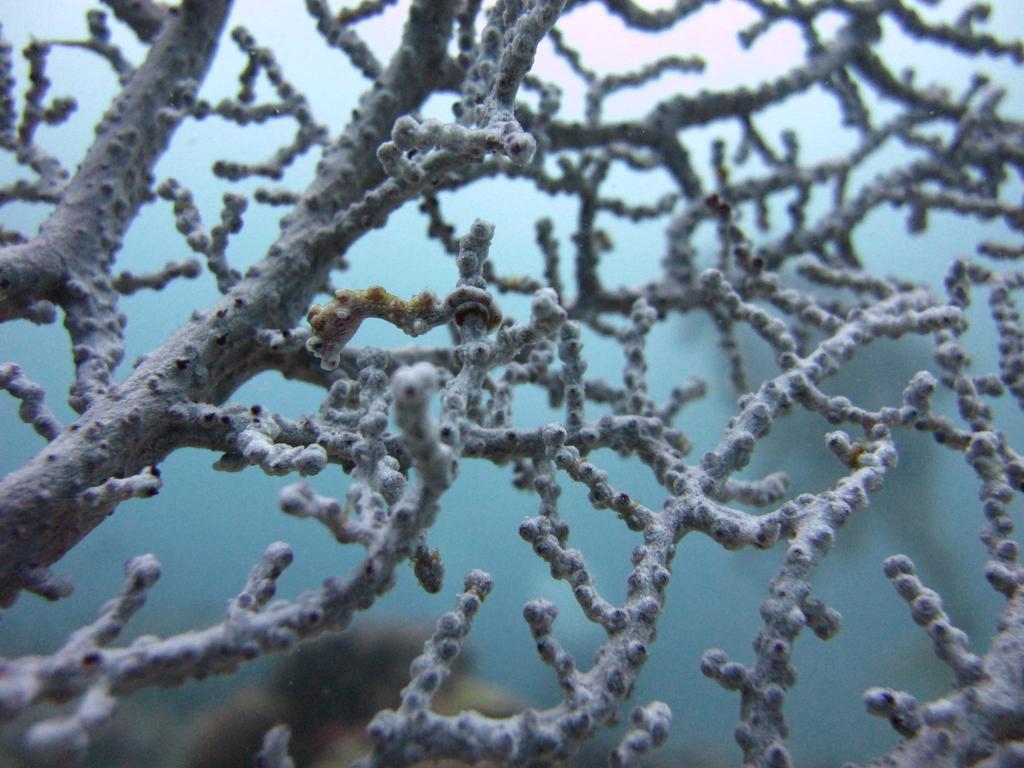 Anilao Scuba Dive Center Hotel Batangas Eksteriør billede