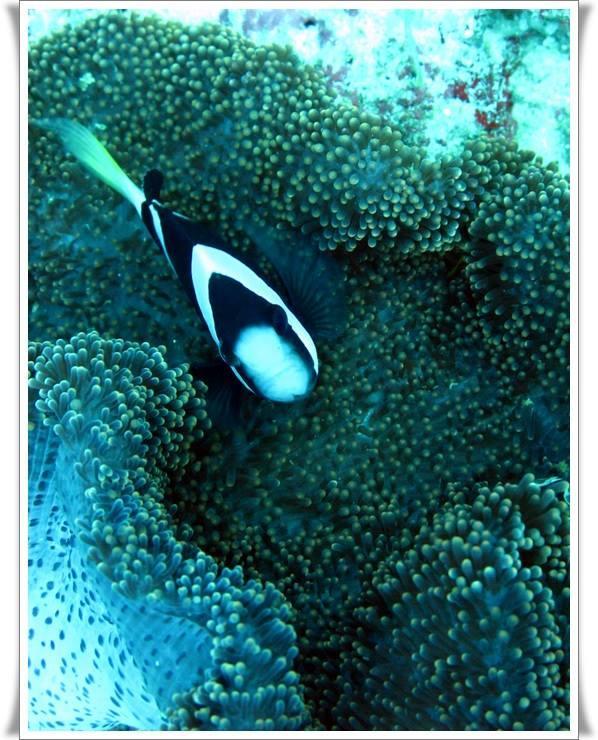 Anilao Scuba Dive Center Hotel Batangas Eksteriør billede