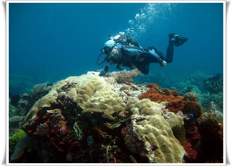 Anilao Scuba Dive Center Hotel Batangas Eksteriør billede