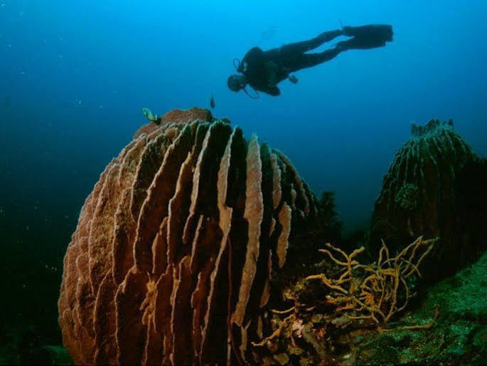 Anilao Scuba Dive Center Hotel Batangas Eksteriør billede